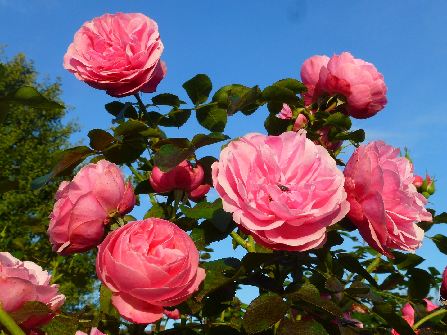 -Noch in voller Blüte...