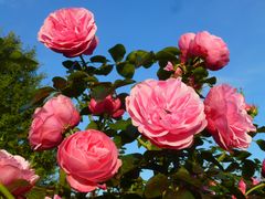 -Noch in voller Blüte...