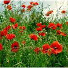 Noch ist alles grün und der Klatschmohn blüht ,