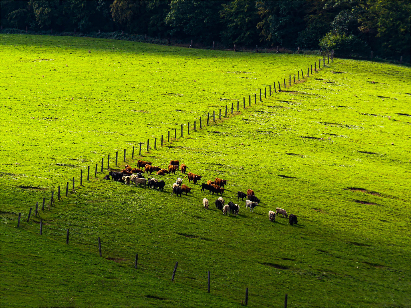 Noch ist das Gras saftig