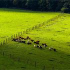 Noch ist das Gras saftig