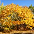 Noch ist das meiste Laub am Baum,