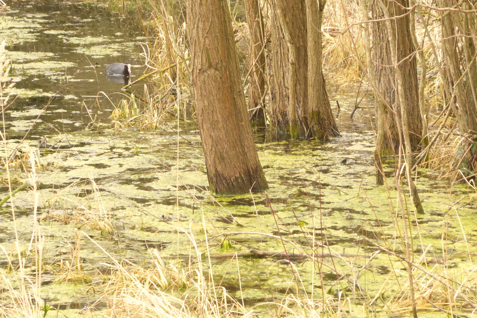 Noch ist der Teich gut gefüllt