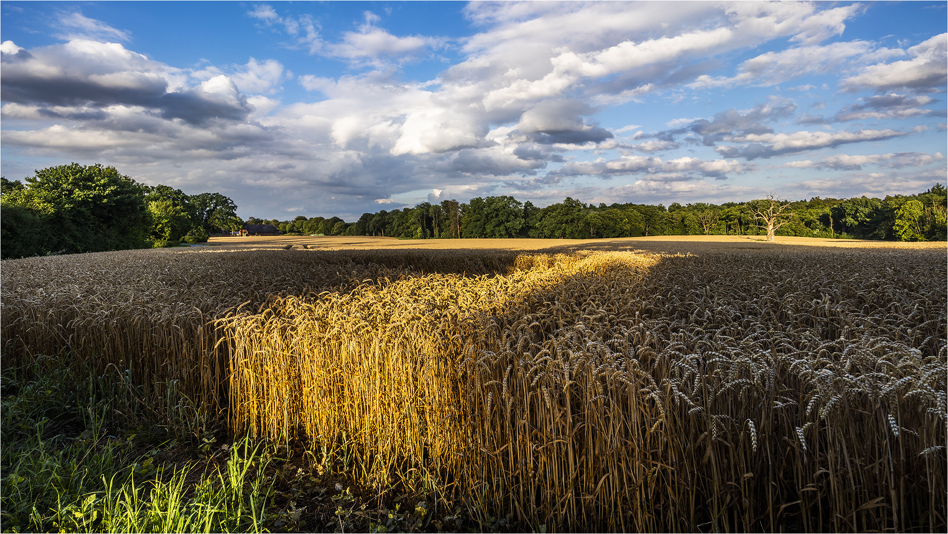 ...Noch ist der Weizen hier auf dem Halm …