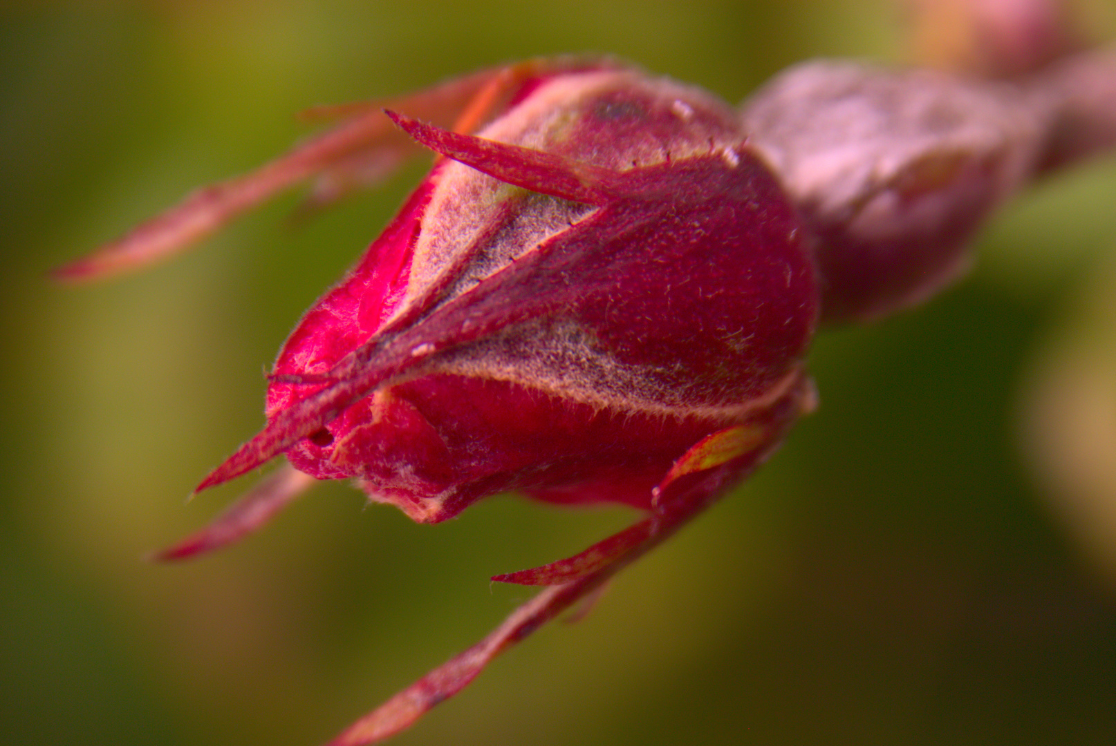 Noch ist die Blüte verschlossen...