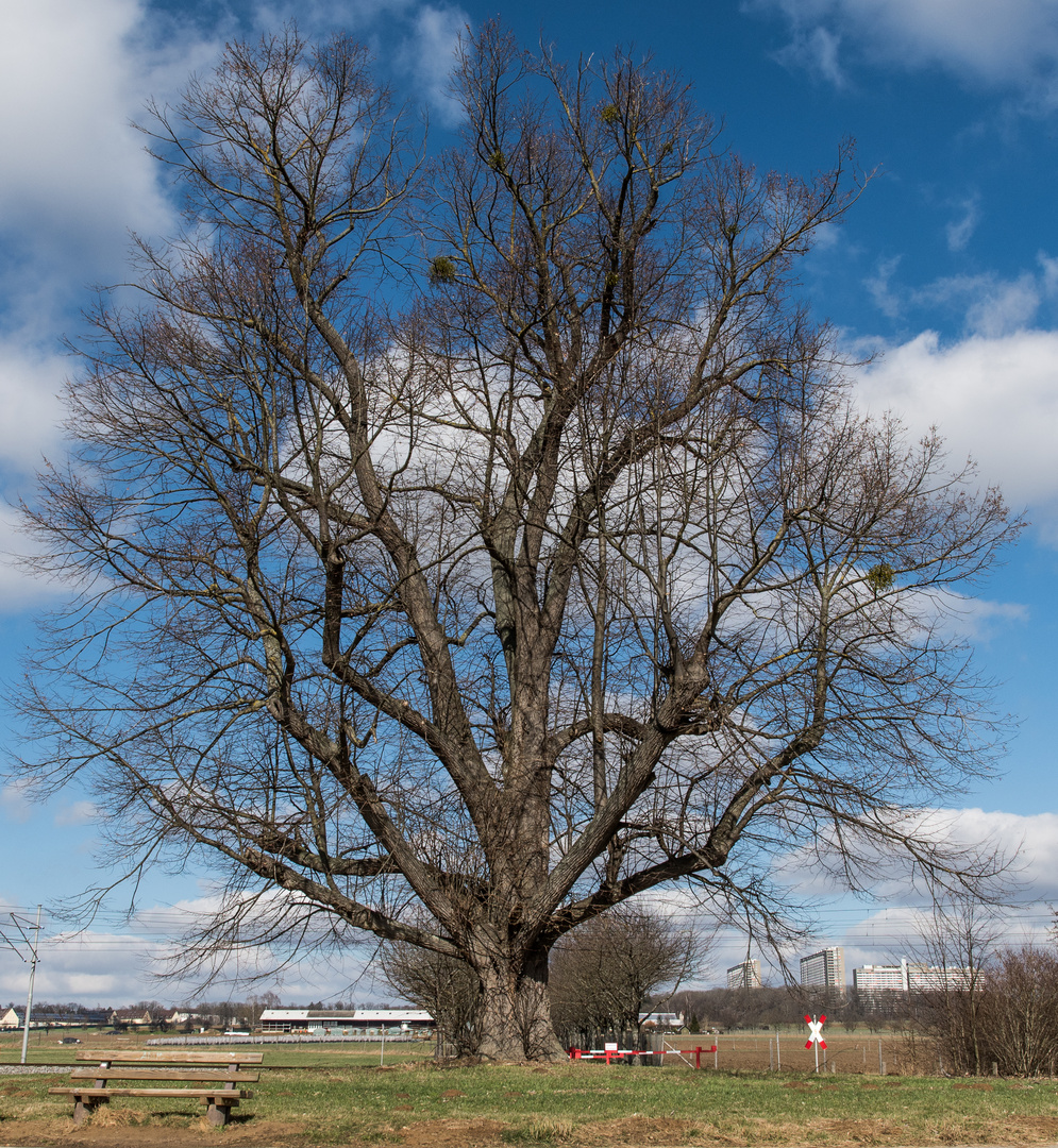 Noch ist die Linde kahl - ein imposanter Baum!