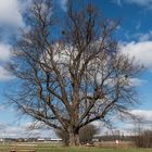 Noch ist die Linde kahl - ein imposanter Baum!