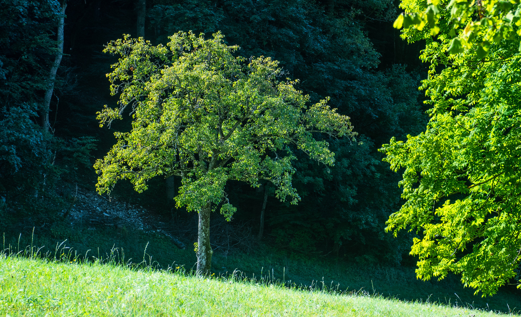 Noch ist die Natur grün