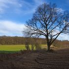 Noch ist er etwas kahl ...