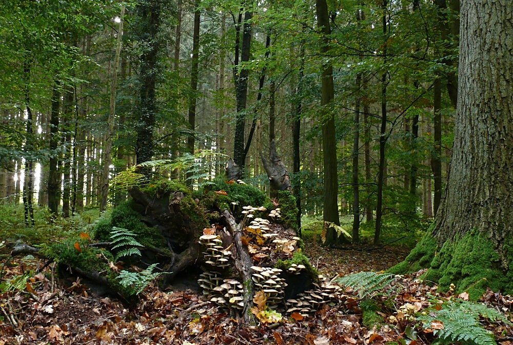 Noch ist es grün im Wald