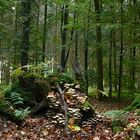 Noch ist es grün im Wald