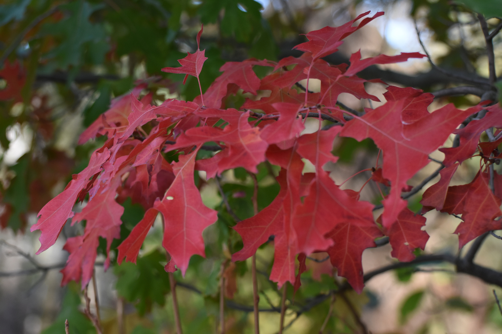 Noch ist es Herbst