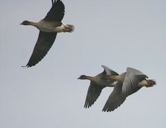 Noch ist es meist graues Gänsewetter