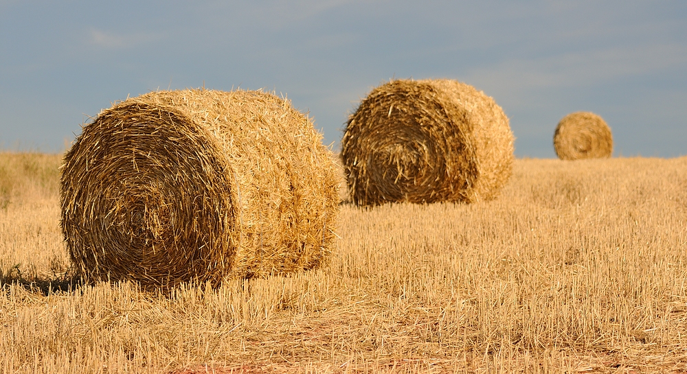 Noch ist es Sommer, aber auf den Feldern wird es schon Herbst.