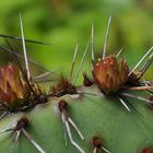 Noch ist es spannend - Blatt oder Blüte ?