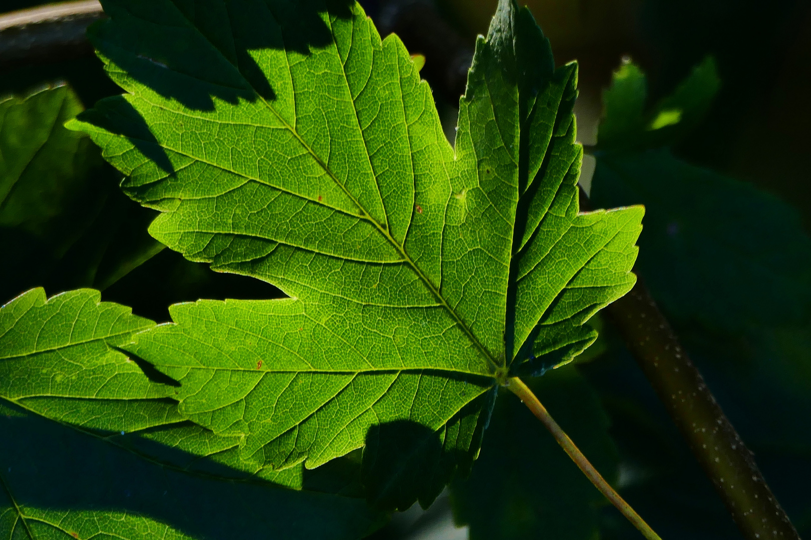 Noch ist genug Chlorophyll drin