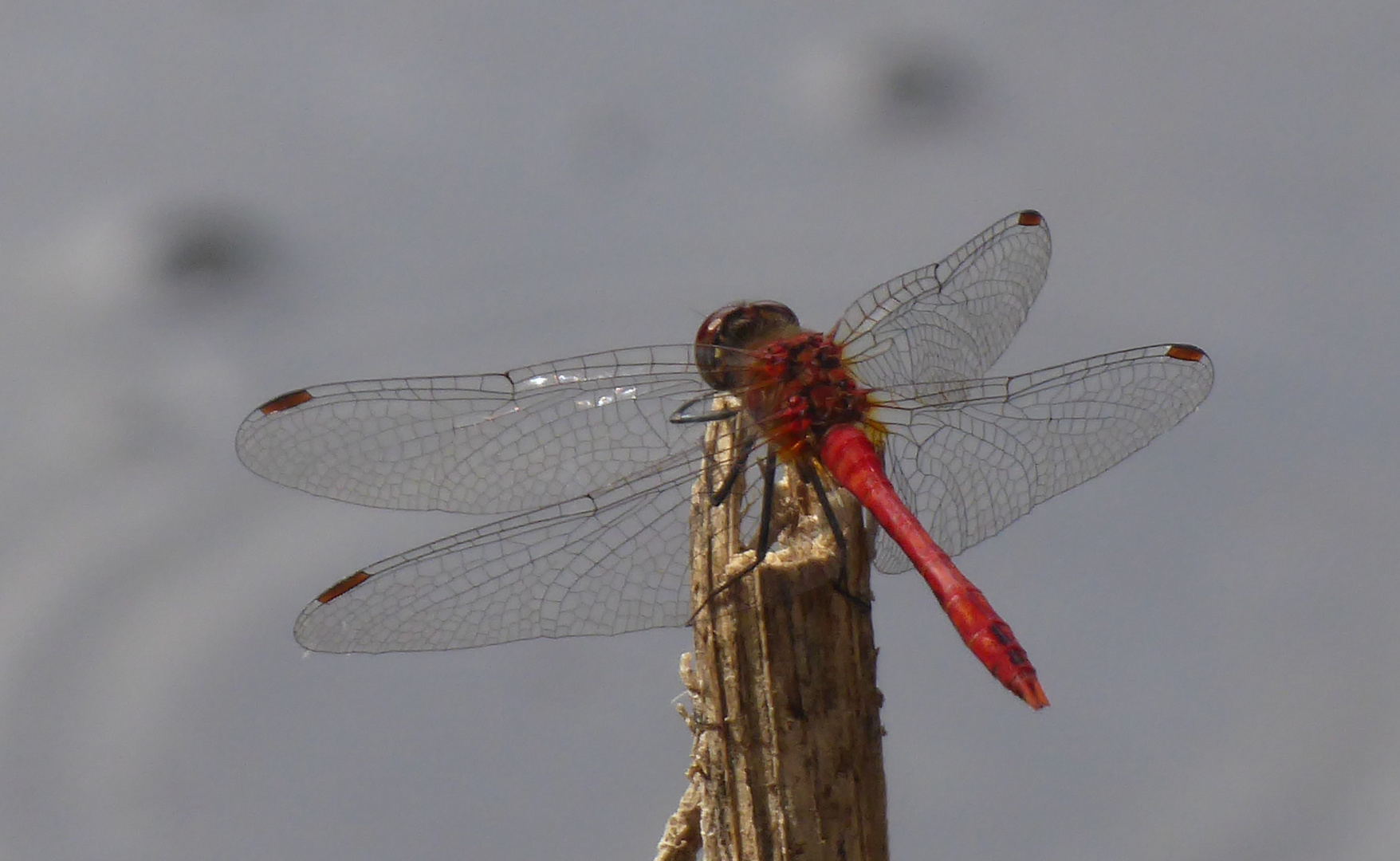 Noch ist Leben am Teich Foto & Bild tiere, wildlife, libellen Bilder