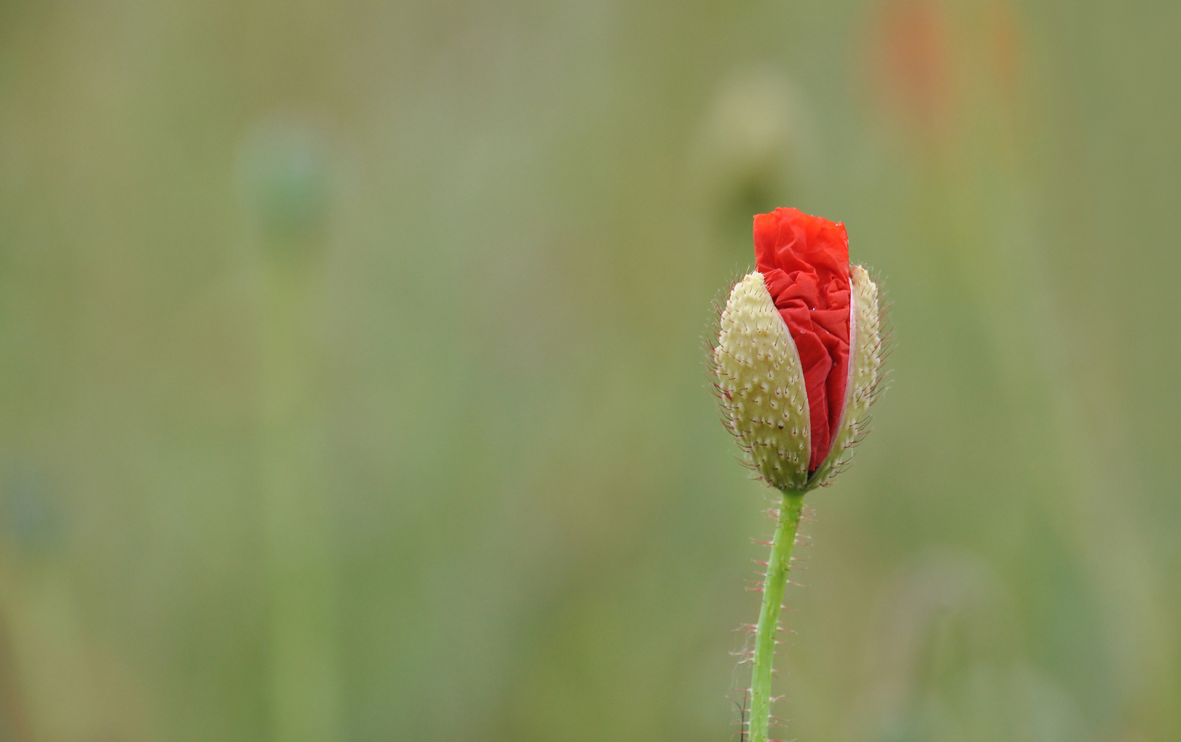 noch ist Mohn Zeit