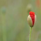 noch ist Mohn Zeit