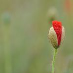 noch ist Mohn Zeit