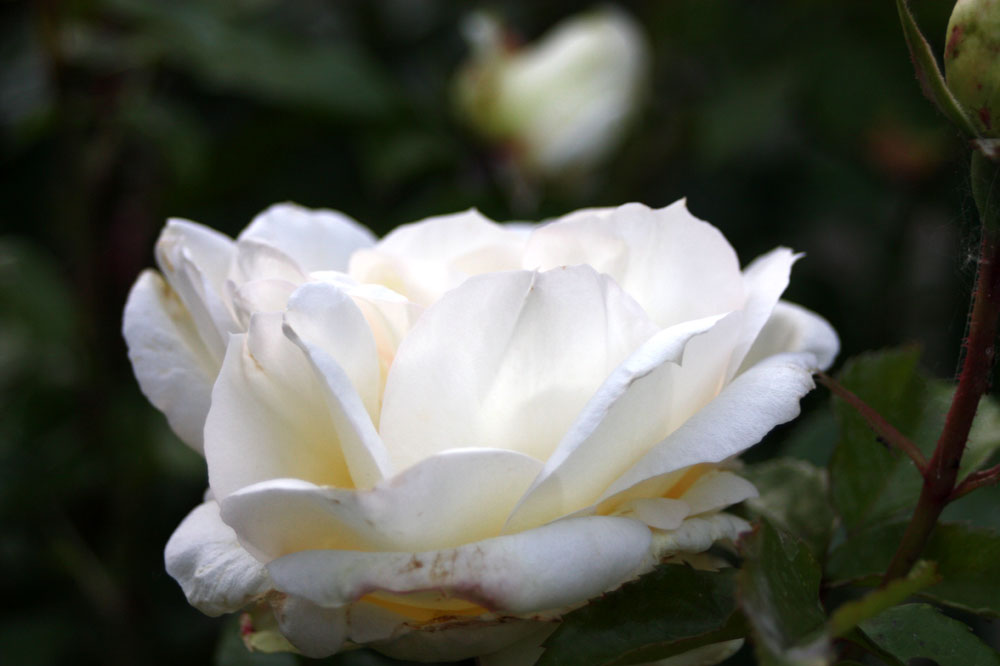 noch ist Rosenwoche Nr. 12562