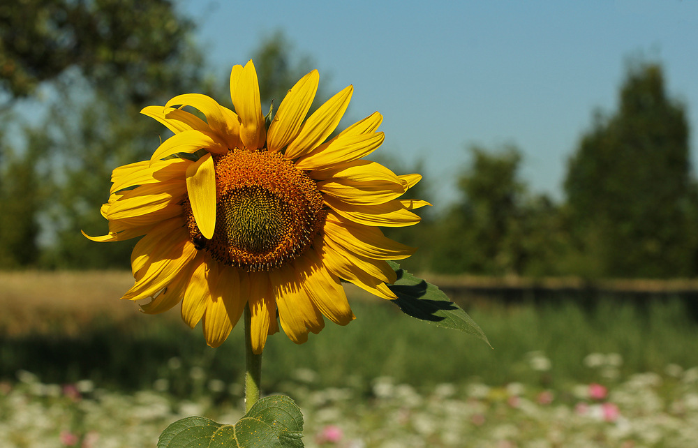 Noch ist Sommer