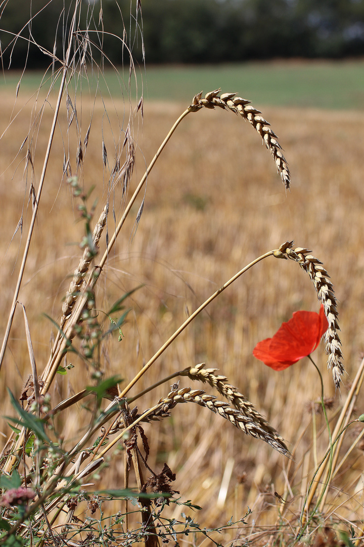 Noch ist Sommer