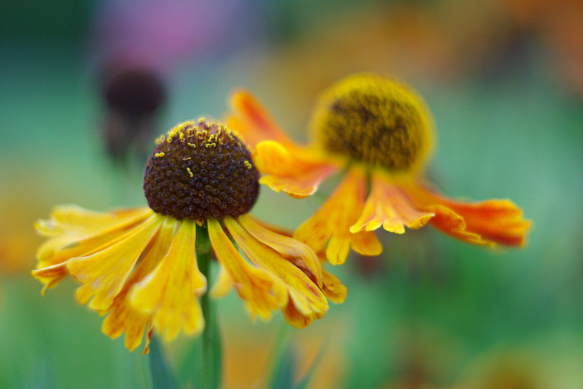 "Noch ist Sommer...."