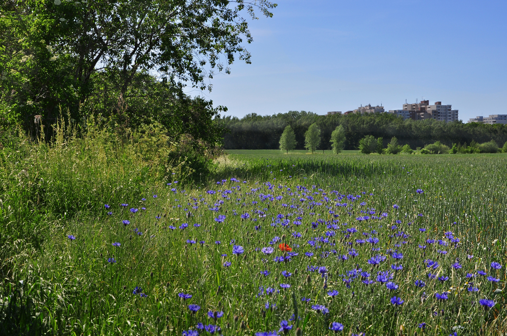 Noch junger Sommer am Rande von Berlin......