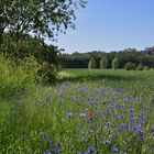 Noch junger Sommer am Rande von Berlin......