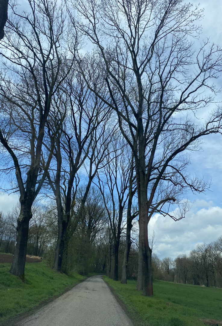 Noch kahl das Geäst und doch der Himmel so blau 