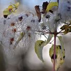 Noch kann man sich an dem Herbst erfreuen,