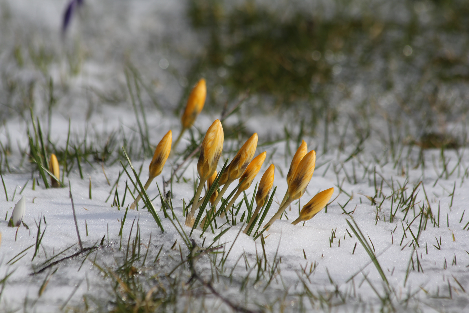 noch kein Frühling