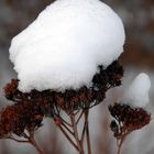 Noch kein Frühling in Sicht !