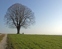 noch kein Laub aber.....doch schon Frühling