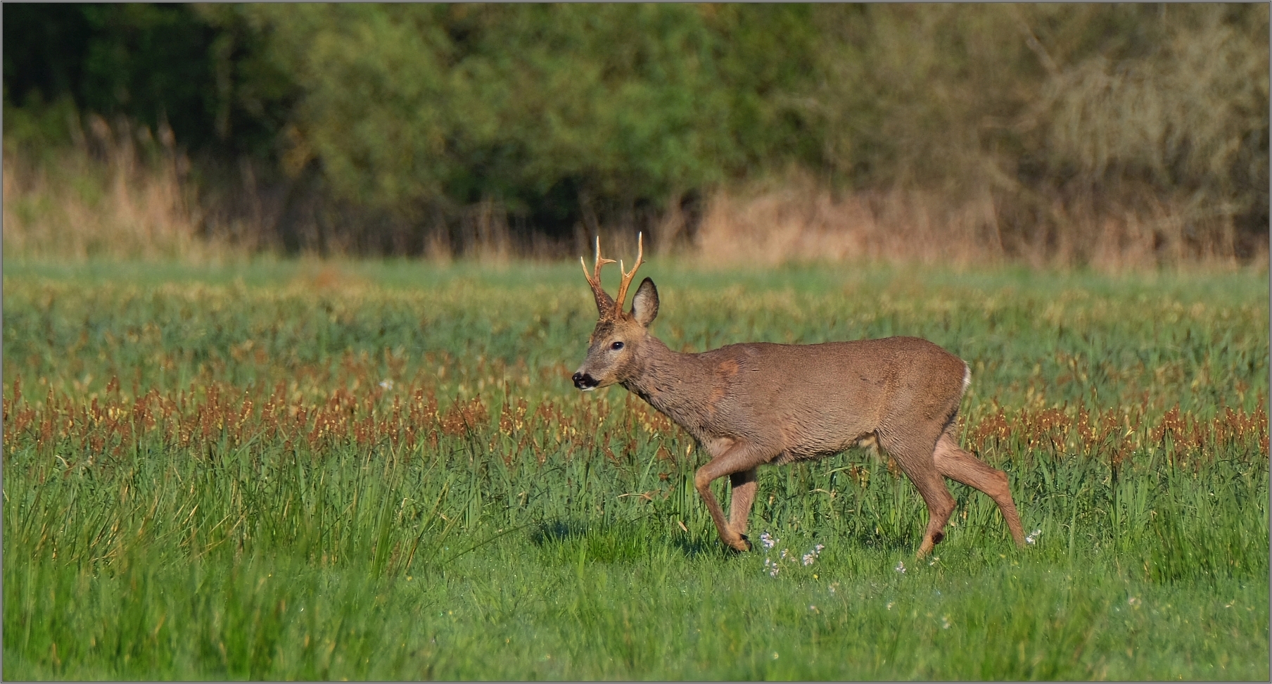 Noch kein roter Bock...