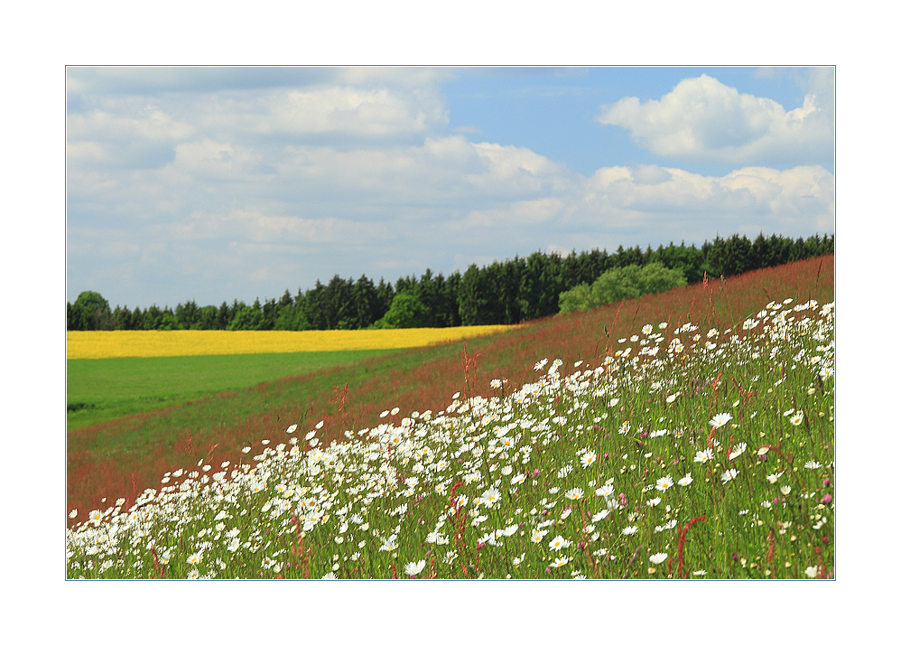 ...noch kein Sommer... - ...aber in Frühlingsfarben...