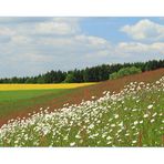 ...noch kein Sommer... - ...aber in Frühlingsfarben...