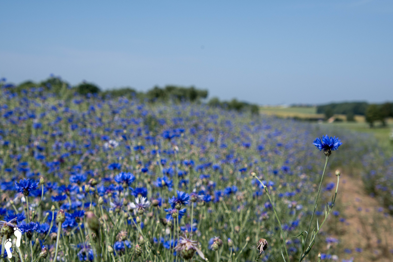 noch kein Sommer?