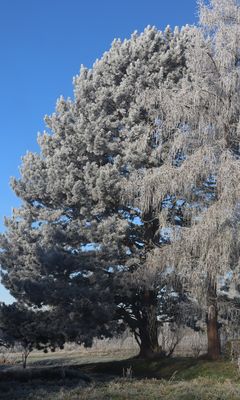 noch kein Träumen unter Bäumen ...