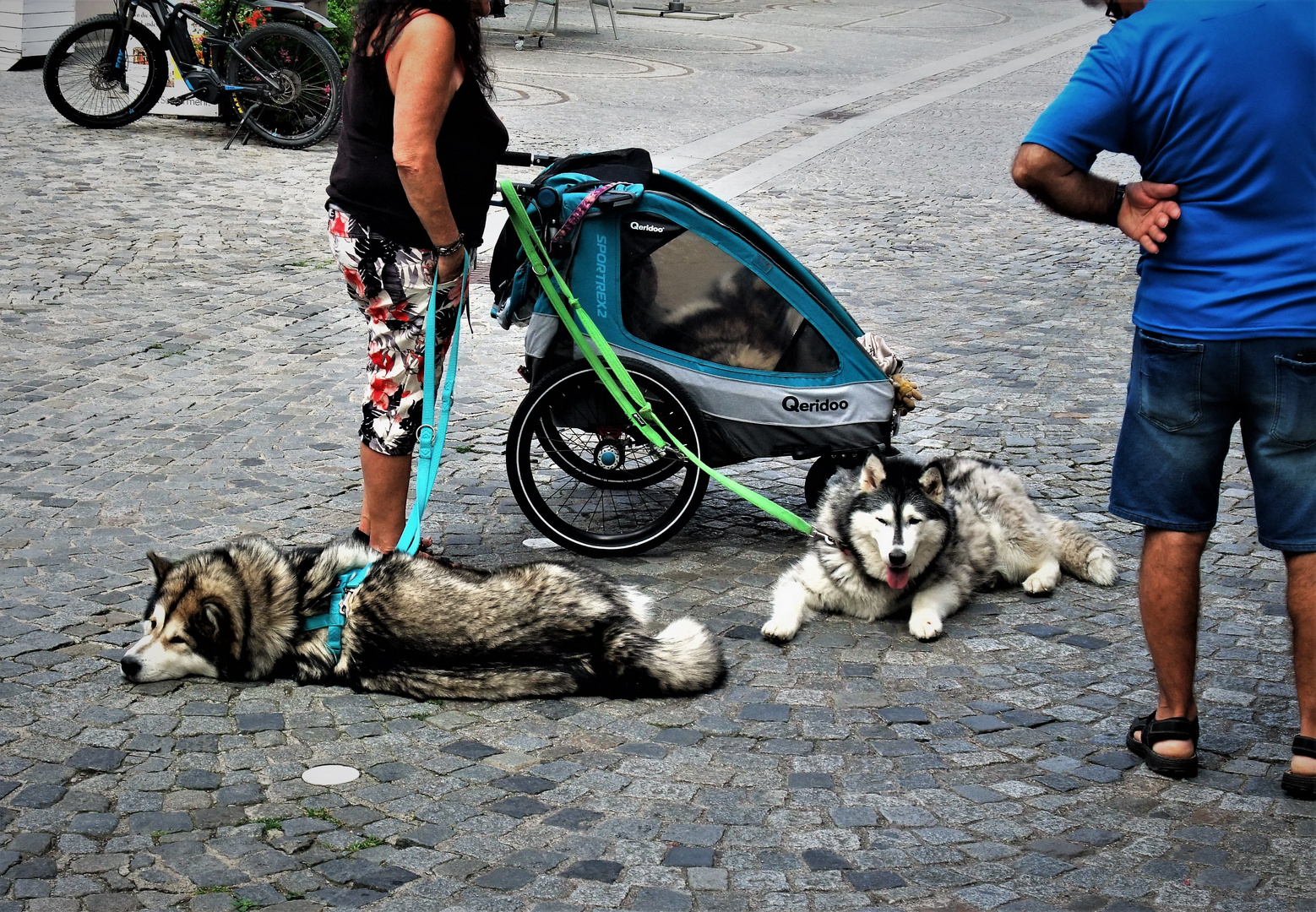 - noch kein Wetter für HUSKYS ..