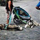 - noch kein Wetter für HUSKYS ..