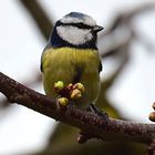 Noch keine Futterreife!(---in einigen Monaten sind es Kirschen !)