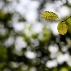 Noch keine richtigen Herbstfarben