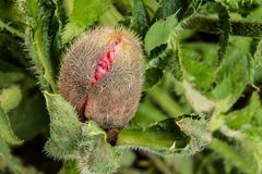 noch knospig - Mohn im Sophiengarten von Eschwege