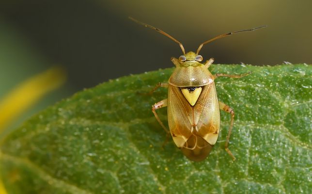 Noch krabbeln die winzigen Wanzen,...