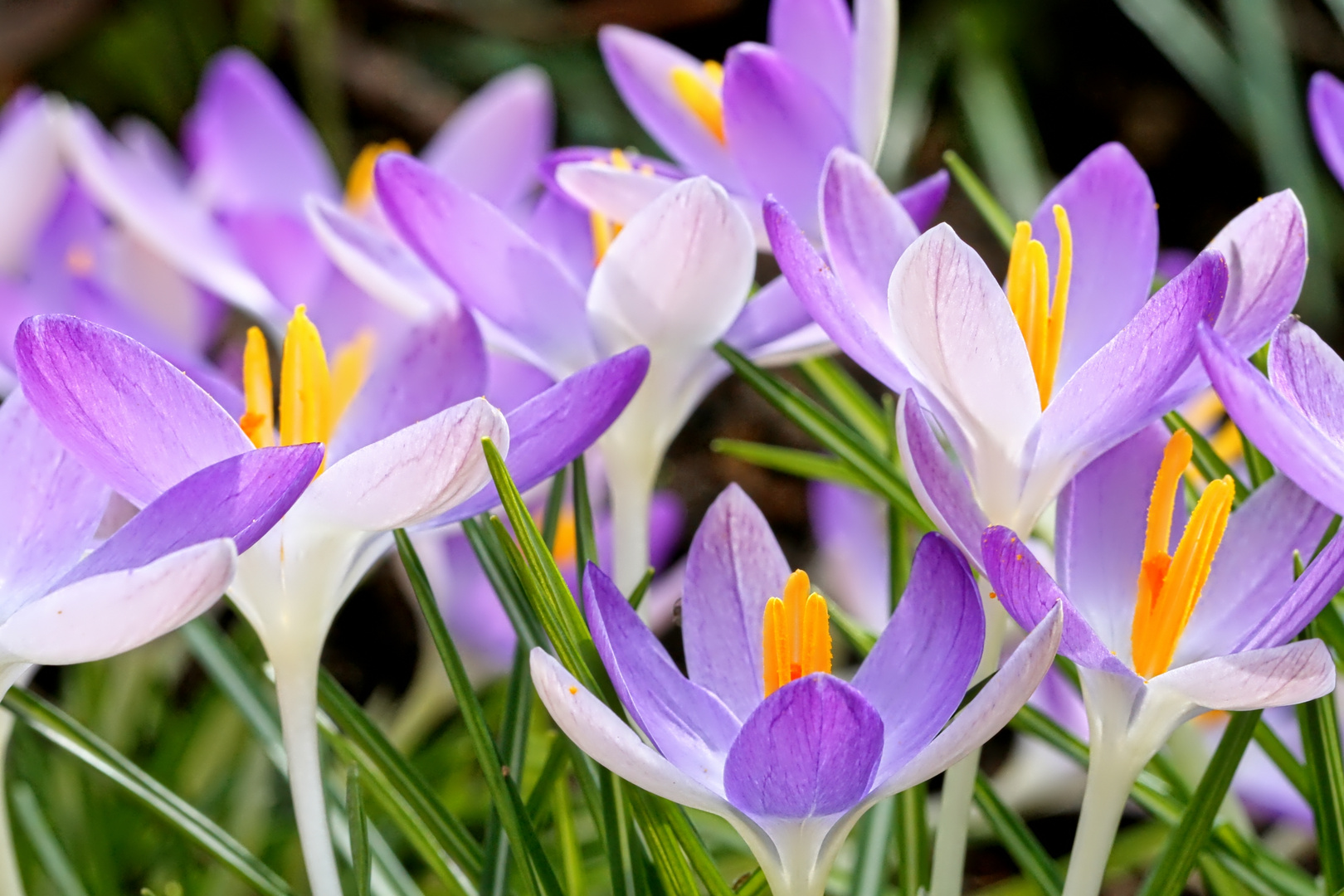 noch Krokus - Zeit