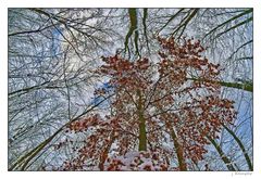- noch Laub drauf im Winter -