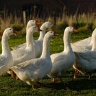 Noch laufen sie auf der Wiese herum und haben einen Platz an der Sonne, die Weihnachtsgänse :-)