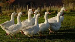 Noch laufen sie auf der Wiese herum und haben einen Platz an der Sonne, die Weihnachtsgänse :-)